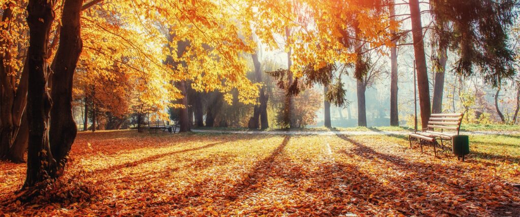 an autumn day in the forest