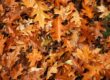 autumn leaves